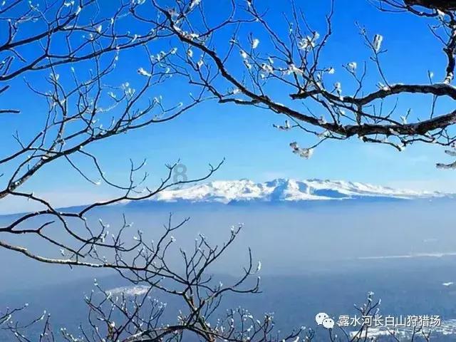逃出蜜蜂岛